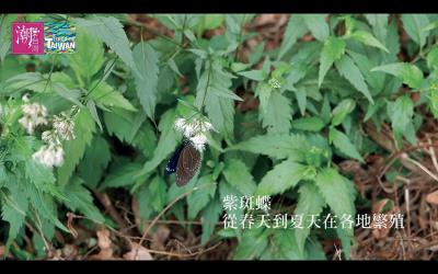 貳獎之一《Svongvong》透過影像，展現台灣在地迸發的精彩。（張維?提供）