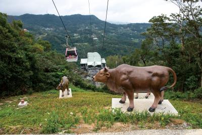 指南宮廟方特請人將陳陽春彩筆下的牛隻做成雕塑，搭乘 貓纜俯瞰，彷彿栩栩如生。（莊坤儒攝） 