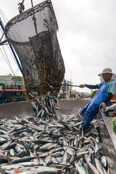 鯖魚是南方澳產業經濟命脈，漁獲量稱霸 全台，謂為鯖魚的故鄉。（莊坤儒攝）