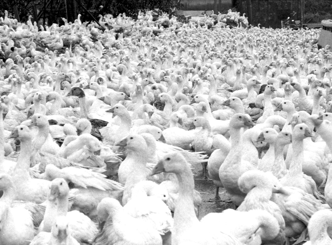 �q�u�n�s����v��u�ʳ�����v�G�H���e�p�󨫦V���V�H