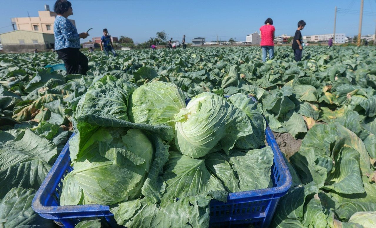 有機太貴還是慣行太便宜？揭開糧食價格沒寫的真實成本