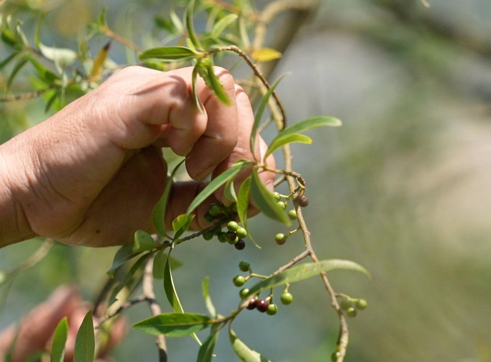 ��x�W��ʹӪ��h�U�����s�I�L�Ρu����v�d������ǲ�