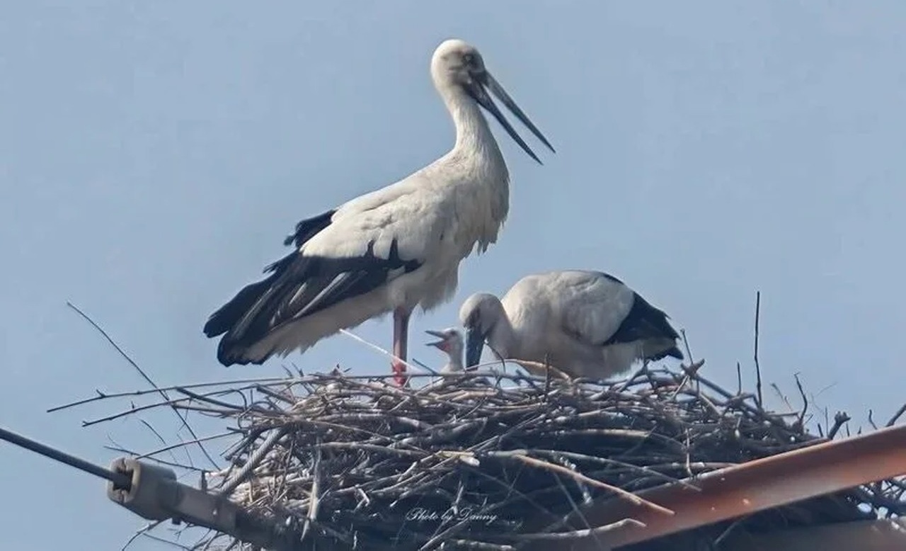 「送子鳥」寶寶出生啦!東方白鸛成功孵化2隻幼鳥