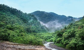 2019年，每6秒就有「1個足球場」的森林消失