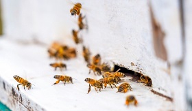 人類不吃蜜蜂，但「蜜蜂消失」仍引發糧食失衡！？