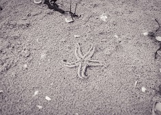 網美照的謀殺？－把海星拿手上拍，海星橫屍沙灘