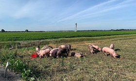 畜牧新實驗－荷蘭機場組「豬隻巡邏隊」維護飛安