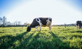冰淇淋大廠要從源頭減碳－他們先改革「乳牛生活」