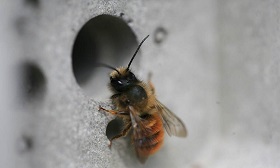 在城市建築裡藏塊「蜜蜂旅館」磚 維護生物多樣性   