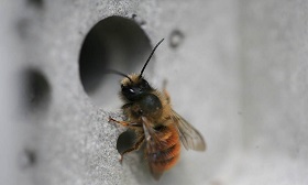 在城市建築裡藏塊「蜜蜂旅館」磚 維護生物多樣性
 