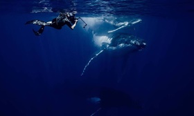 【專訪】鯨豚攝影師－金磊，等待每個未知中「對」的畫面