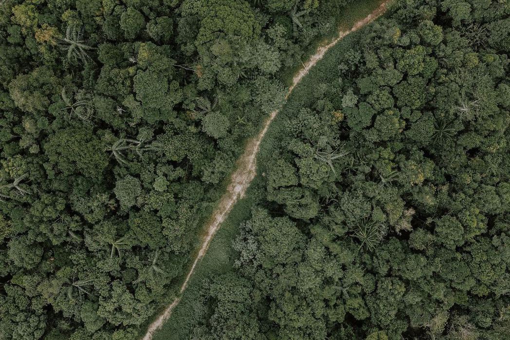 生質燃料的環境代價？印尼為棕櫚油砍1500萬英畝天然林