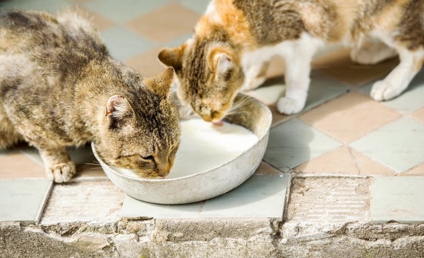 野生動物獸醫生的告白：給牠「一碗乾糧」才不是救浪浪