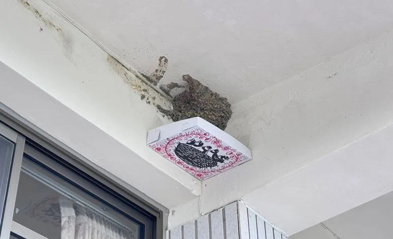 人鳥共好新妙招！「燕你好好板」 防鳥糞滴頭