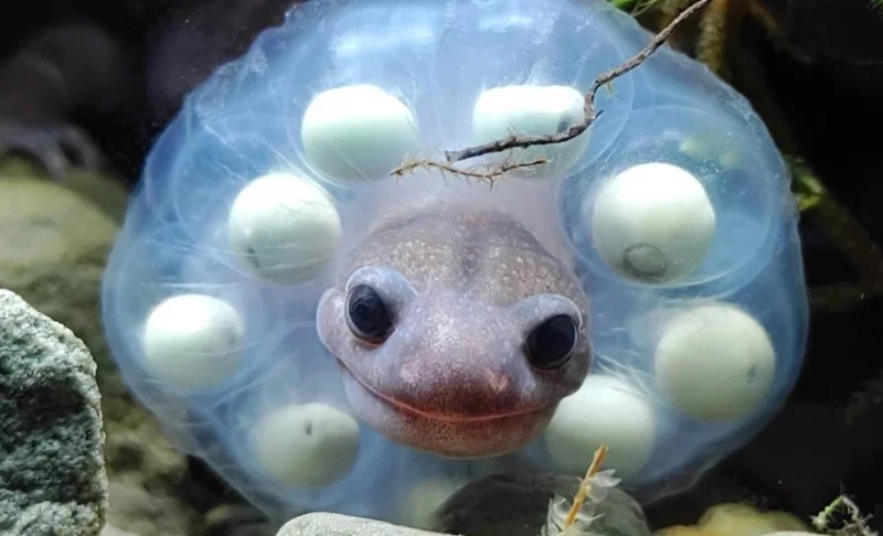 台灣特有種變「波堤獅」？阿里山山椒魚孵化過程全紀錄