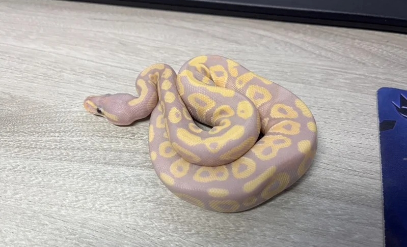 LuDʤOj...s_3ӤB24B41