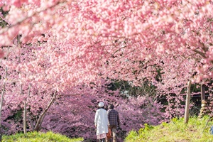 到台中新社看「櫻木花道！」 全台熱門10大櫻花景點整理