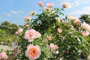 台北玫瑰展免費入場，各國品種浪漫飄香（交通資訊&周邊景點）
