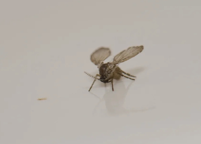 �p�������D�����κۡH�M�a�G2�������e�۵M����