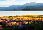 Lake Tekapo at dawn