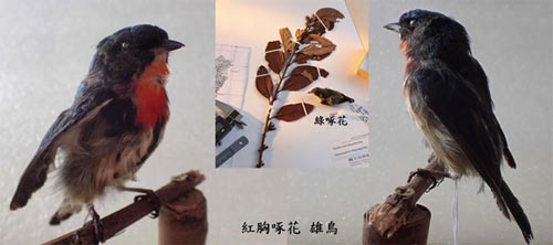 啄花鳥與共生共榮的寄生植物