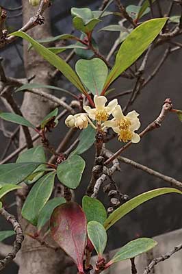 葉厚花香的厚皮香