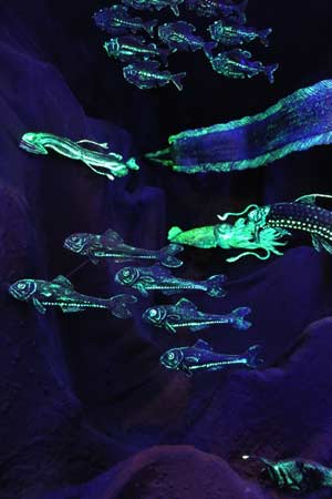 黑暗中的生命展示