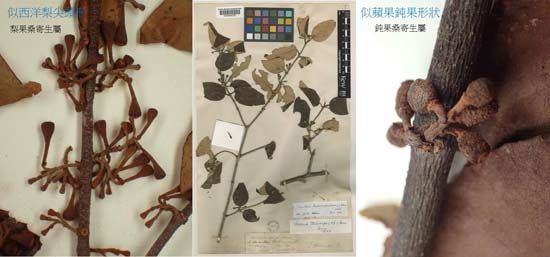 圖左-中：紅花寄生（Scurrula parasitica L.）的梨果桑寄生屬標本，圖右：鈍果桑寄生屬的果與柄連接處是圓鈍形。