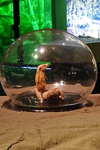 摩根齒獸
