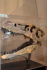 特暴龍頭骨化石