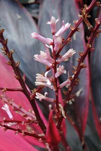 朱蕉的花