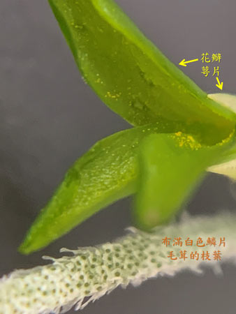 布滿透明白色鱗片毛茸的松蘿鳳梨開花，散出的黃色花粉粒黏在綠色花瓣上。