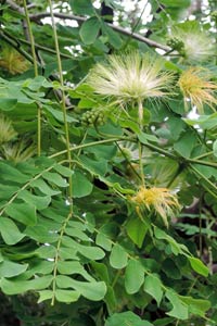 黃豆樹的花