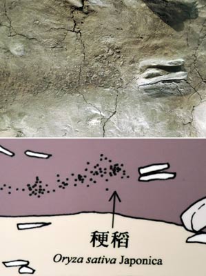 上圖為惠來遺址中的?稻遺跡,下為對照圖。