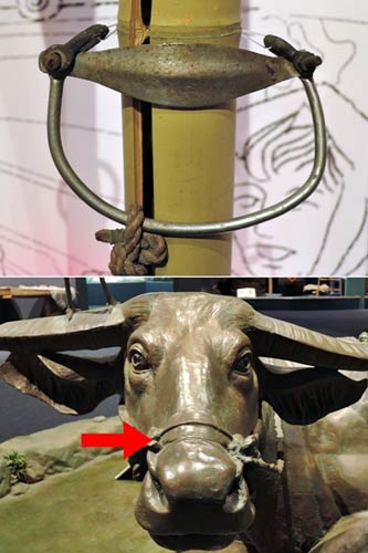 上圖為牛鼻環，下圖為穿套位置。