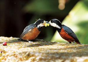 �|�u���Ȧ�1