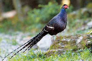 �|�u���Ȧ�2