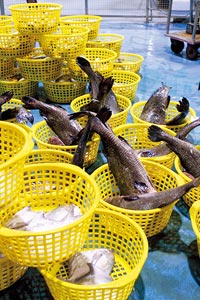 ��o�����s����5