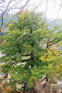Ȧ樦5