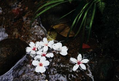 每年3月到5月油桐花開時節，到客家村落賞桐花，已成為民眾生活日常休閒活動。 