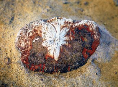 野柳地質公園中，清晰可見台灣特有的野柳星盾海膽、圓碟海膽等生物的「實體化石」。