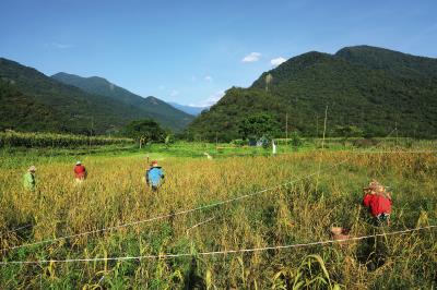 小米採收（林格立攝）