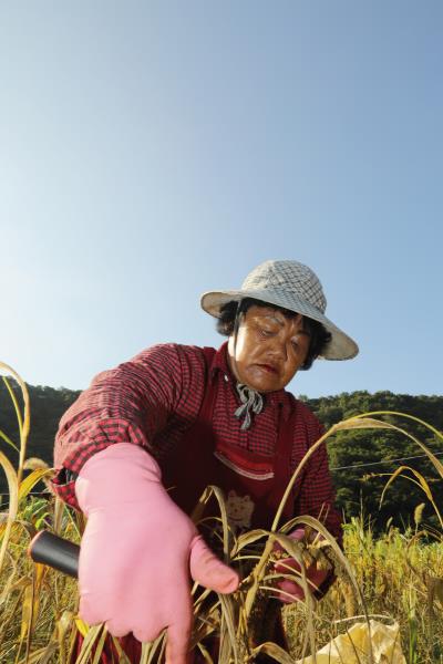 tina潘竹菊採收今年的小米,她對傳統作物有很深的情感。 tina潘竹菊採收今年的小米,她對傳統作物有很深的情感。