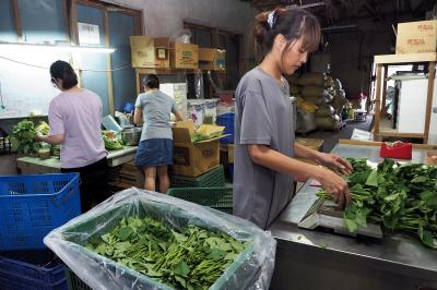 邦查農場的有機蔬菜經過挑選，當天直送全聯超市。 