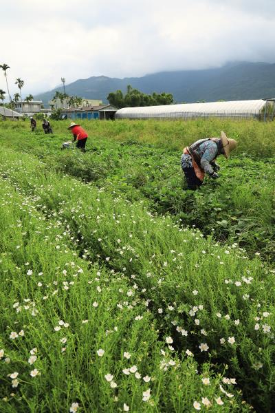 邦查農場推廣野菜,除了傳承阿美族的文化,更是基於憂心氣候變遷的考量,因為野菜不需要細心的照顧,而且較能抵抗病蟲害。 邦查農場推廣野菜,除了傳承阿美族的文化,更是基於憂心氣候變遷的考量,因為野菜不需要細心的照顧,而且較能抵抗病蟲害。