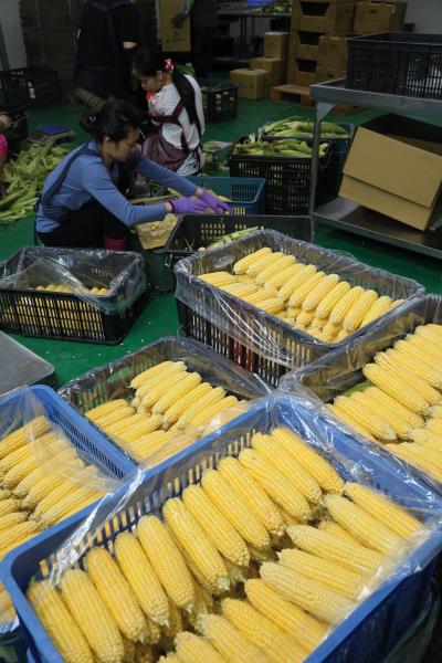 細心、有定性,並且坐得住的中年女性員工,仔細剔除 「跳米」(有變色),不斷重覆地去除毛茸茸的玉米鬚, 以呈現玉米光鮮亮麗的賣相。 細心、有定性,並且坐得住的中年女性員工,仔細剔除 「跳米」(有變色),不斷重覆地去除毛茸茸的玉米鬚, 以呈現玉米光鮮亮麗的賣相。