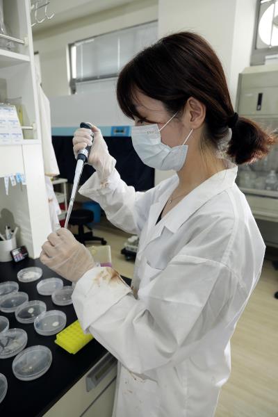 在種苗進行無性繁殖時注入疫苗,可以提升植物對環境病蟲害的抵抗力。 在種苗進行無性繁殖時注入疫苗,可以提升植物對環境病蟲害的抵抗力。