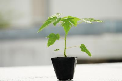 楊佳慈與學弟張恭豪創立了帝霖公司,將抗病種苗的科研成果商品化、產業化。 楊佳慈與學弟張恭豪創立了帝霖公司,將抗病種苗的科研成果商品化、產業化。