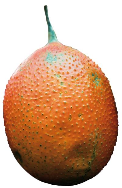 木鱉果。 木鱉果。