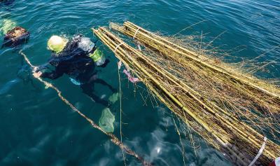 王銘祥下海，預備將桂竹叢拉到24公尺深的海底。 （林旻萱攝） 